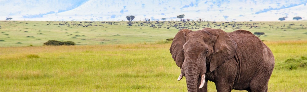 L'ESPRIT ALTAÏ KENYA