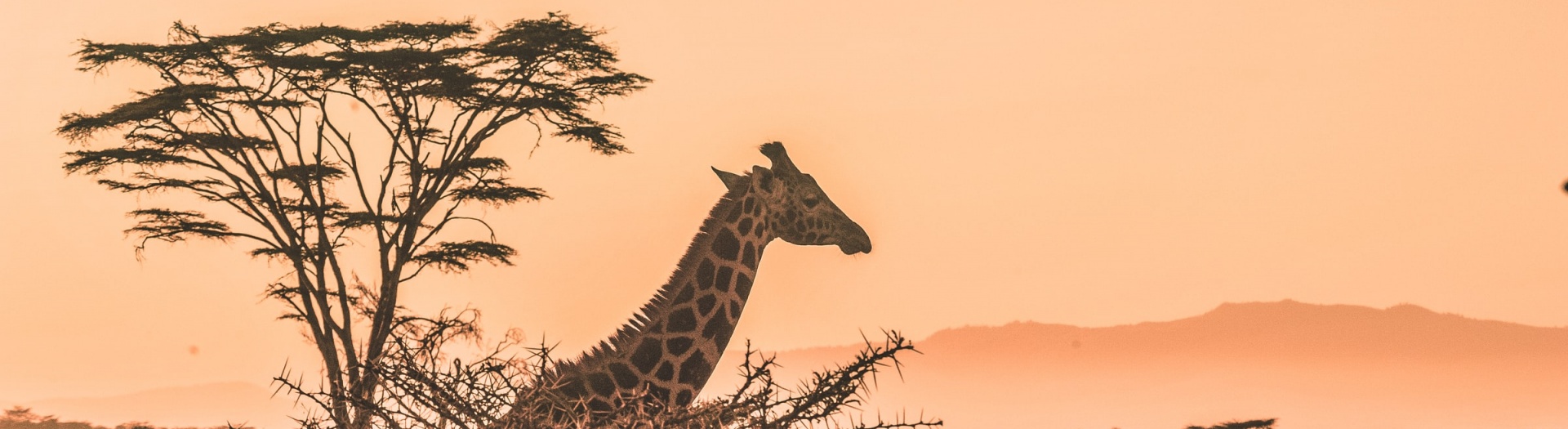 Votre agence locale au Kenya